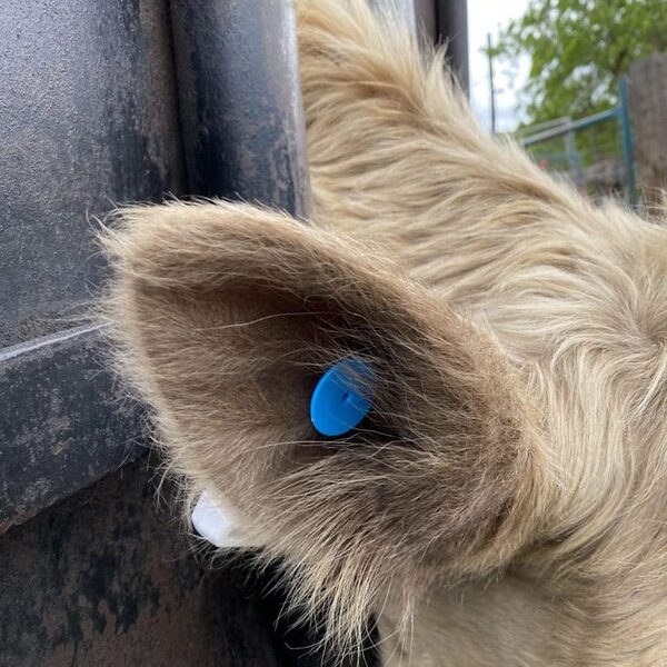 GPS Cattle Ear Tag attached to cow ear showing real-world ranch application