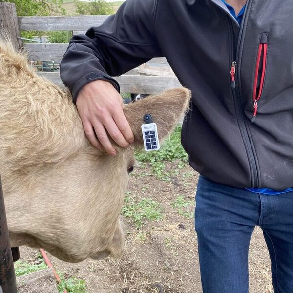 Close-up view of GPS Cattle Ear Tag mounted on livestock